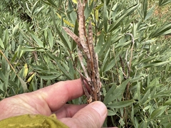 Thermopsis montana