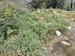 Thermopsis montana, photograph (c) Matt Lavin, some rights reserved (CC BY-SA)