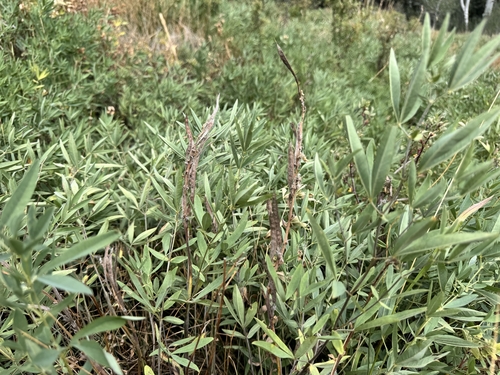 Thermopsis montana, photograph 2