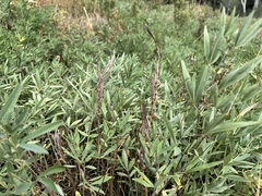 Thermopsis montana, photograph (c) Matt Lavin, some rights reserved (CC BY-SA)