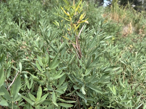 Thermopsis montana, photograph 3
