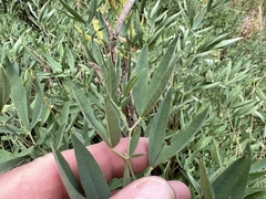 Thermopsis montana, photograph (c) Matt Lavin, some rights reserved (CC BY-SA)