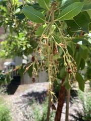 Arbutus × andrachnoides