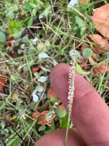 Zoysia matrella observed 2026-08-31