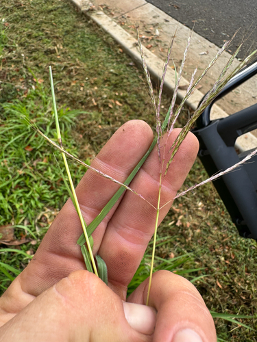 Bothriochloa pertusa observed 2026-08-31
