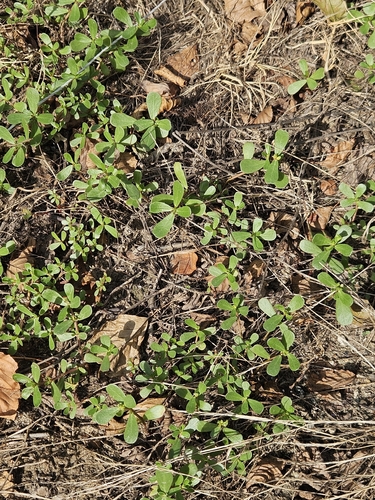 Common Purslane