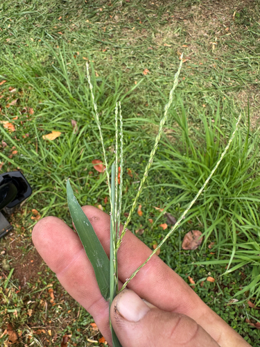 Digitaria ciliaris observed 2026-08-31