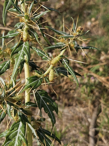 spiny cocklebur