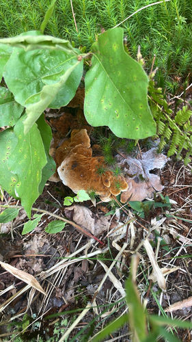 Coltricia montagnei observed 2026-08-31