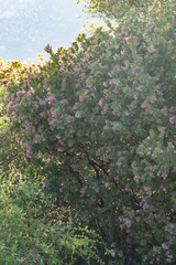 Arctostaphylos pringlei drupacea