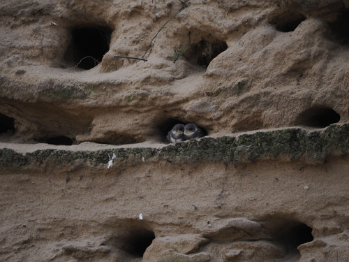 Bank Swallow