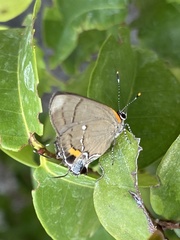 Electrostrymon angelia
