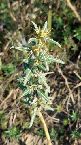 spiny cocklebur