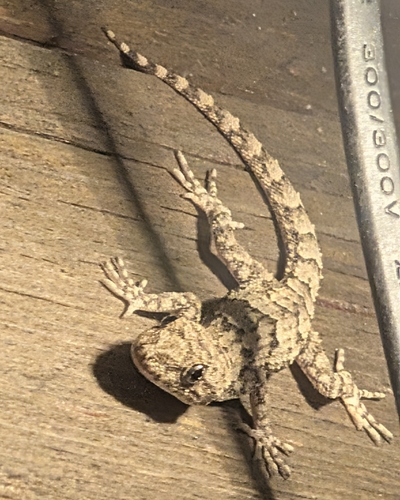Mediterranean Thin-toed Gecko