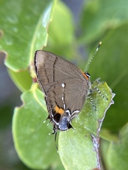 Electrostrymon angelia
