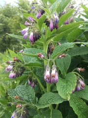 Symphytum officinale