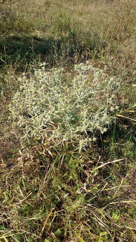 Field Eryngo