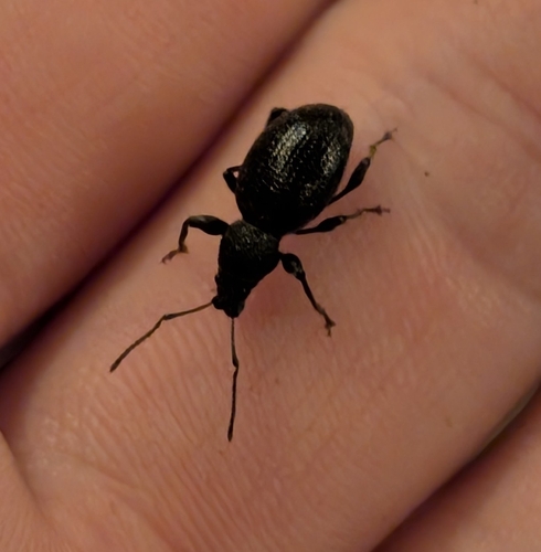 Otiorhynchus ovalipennis