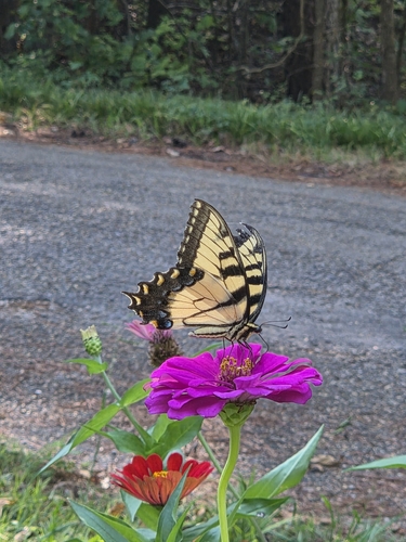 Eastern Tiger Swallowtail