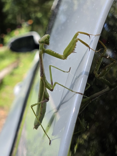Carolina Mantis