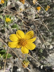 Bahiopsis triangularis