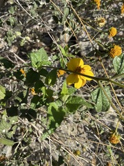 Bahiopsis triangularis