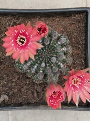 Rebutia