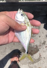 Chloroscombrus chrysurus