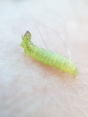 Plutella porrectella