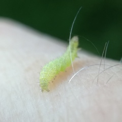 Plutella porrectella