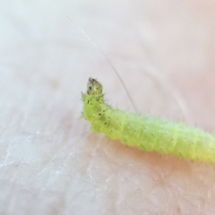 Plutella porrectella