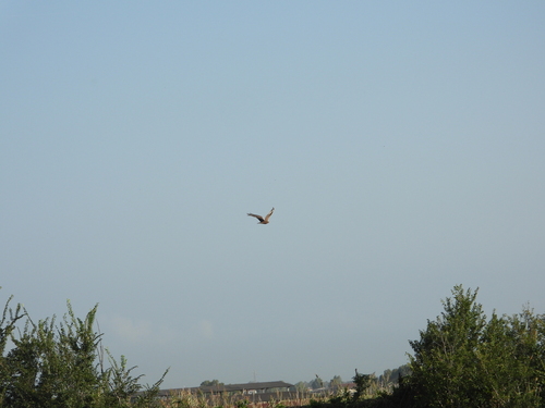 Western Marsh Harrier