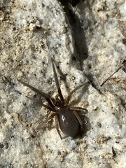 Filistatidae