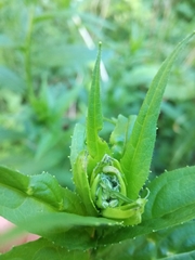 Plutella porrectella