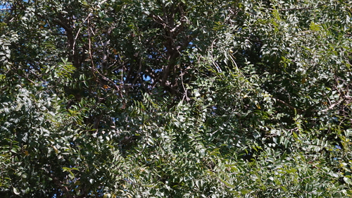 Clausena anisata observed 2026-08-20