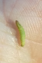 Plutella porrectella