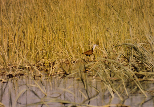 iNaturalist image