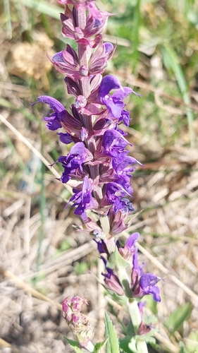 Purple Wood Sage