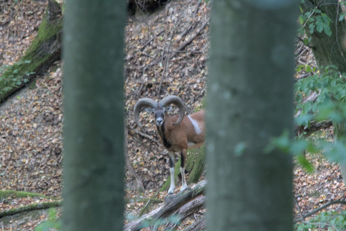 European Mouflon