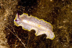 Prostheceraeus moseleyi