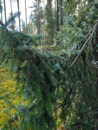 Picea omorika