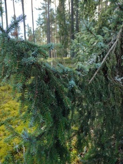 Picea omorika