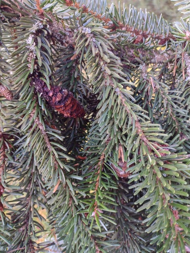 Picea omorika, photograph 2
