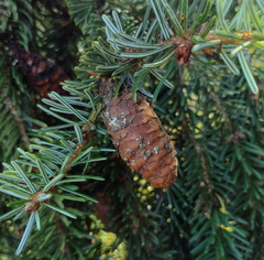 Picea omorika, photograph (c) Bartosz Czołczyński, some rights reserved (CC BY)
