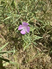 Clarkia bottae