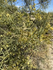 Koeberlinia spinosa tenuispina