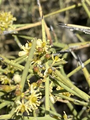Koeberlinia spinosa tenuispina