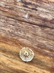 Gloeophyllaceae