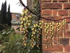 Stachyurus
