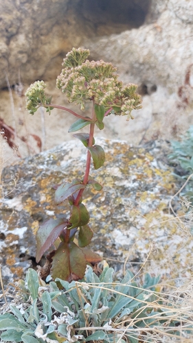 Great Stonecrop